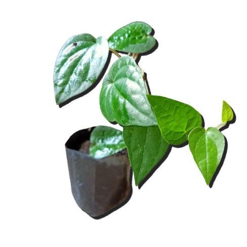 

Terlaris Bibit Tanaman Herbal Sirih Hijau/Tanaman Obat