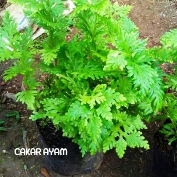

Terlaris Tananan Herbal Cakar Ayam Bibit Tanaman Ceker Ayam