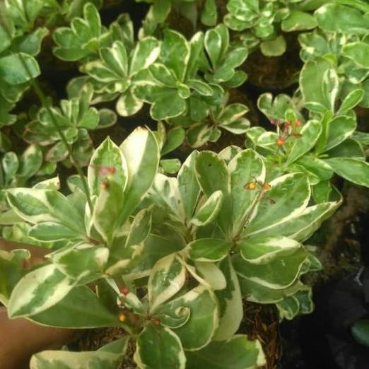 

Terlaris Bibit Ginseng Jenis Varigata/Tanaman Herbal Gingseng