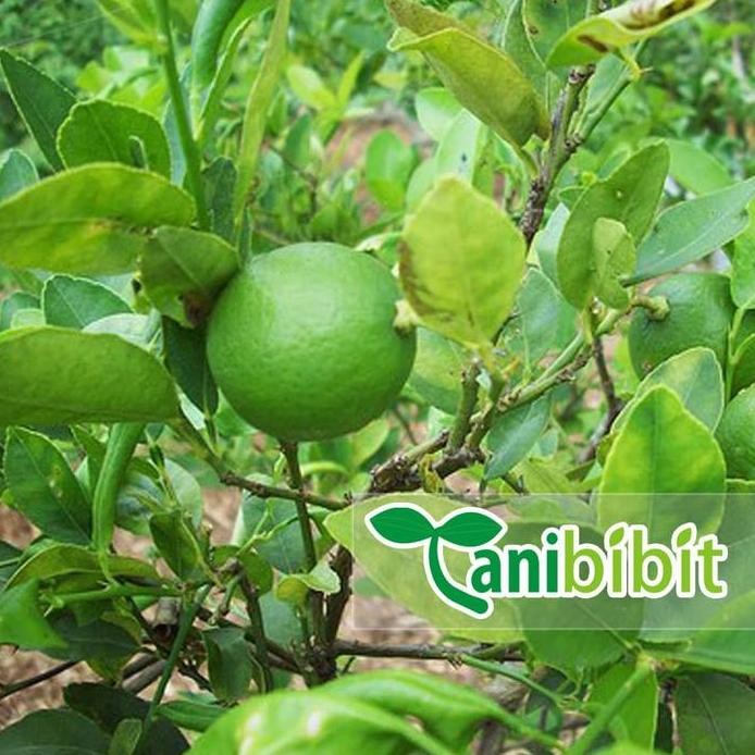 

Terlaris Bibit Pohon Jeruk Nipis Tanaman Buah Herbal