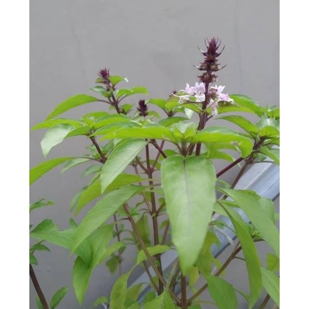 

Terlaris Bibit Herbal Selasih / Tlasih / Basilikum / Ocimum Basilicum Tanaman