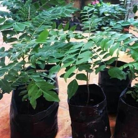 

Terlaris Bibit Tanaman Herbal Pohon Daun Kari/Salam Koja