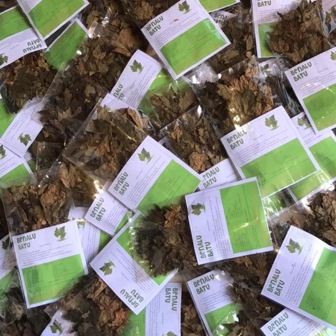 

Terlaris Benalu Batu|Tanaman Herbal|Asli Dari Sulawesi Tengah|Tangan Pertama
