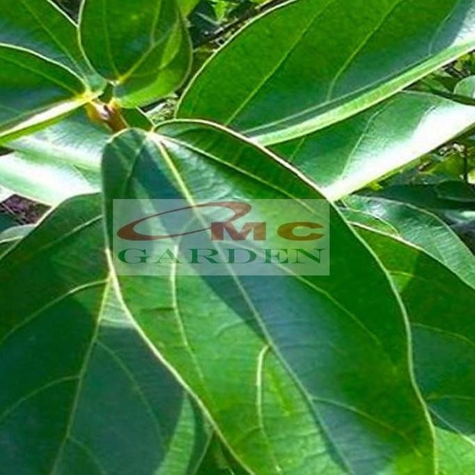 

Terlaris Daun Cincau Hijau Segar Tanaman Minuman Obat Herbal
