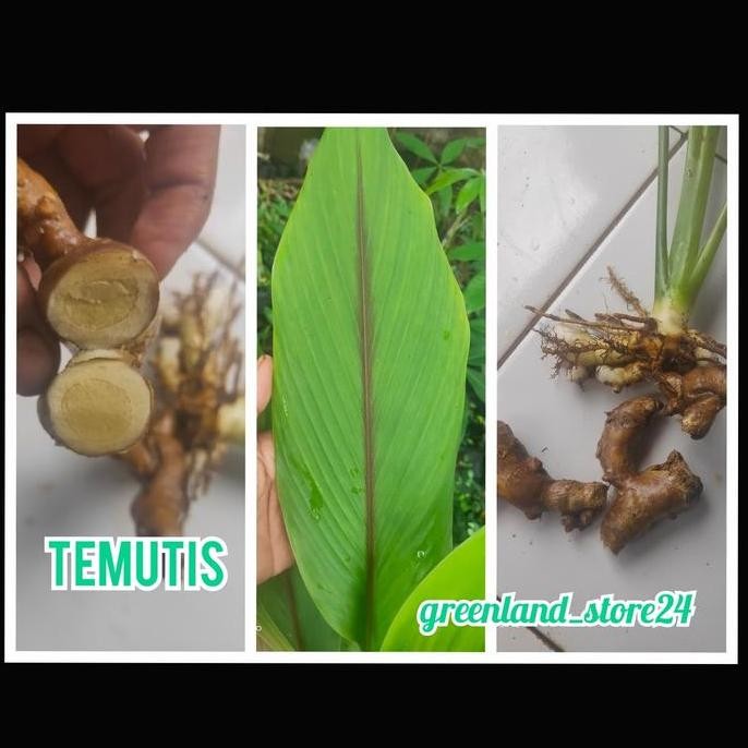 

Terlaris Tanaman Herbal Temu Tis - Tanaman Temu Tis - Temu Tis - Bibit Temu Tis