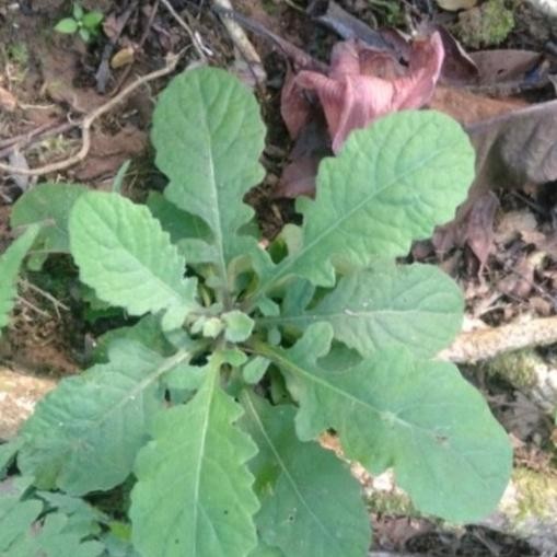 

Terlaris Bibit Daun Dewa Tanaman Herbal