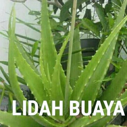 

Terlaris Bibit Tanaman Lidah Buaya - Tanaman Herbal Lidah Buaya Murah