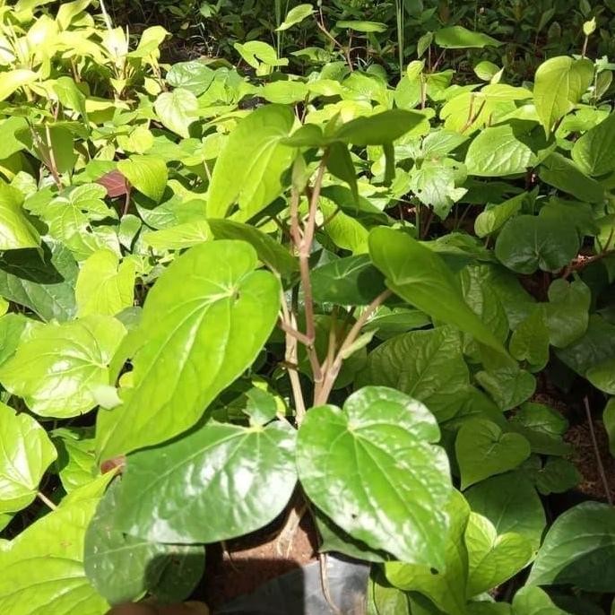 

Terlaris Tanaman Hias Herbal Obat Sirih Hijau