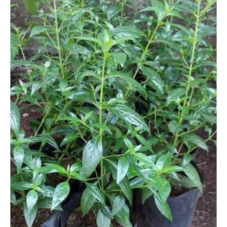 

Terlaris Tanaman Sambiloto//Bibit Sambiloto Tanaman Obat Dan Tanaman Herbal