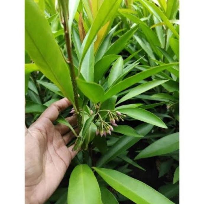 

Terlaris Bibit Tanaman Lempeni,Bibit Tanaman Herbal Ardisia Elliptica Perpot