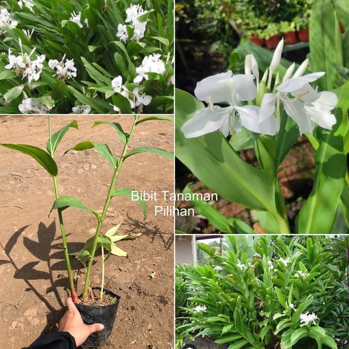 

Terlaris Bibit Tanaman Gondosuli Herbal Ginger Lily Gandasuli Dan Rimbun