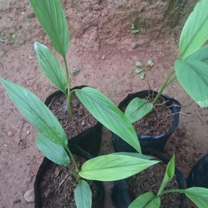 

Terlaris Bibit Temu Hitam/Temu Ireng Tanaman Obat Herbal Segar Per Polibag