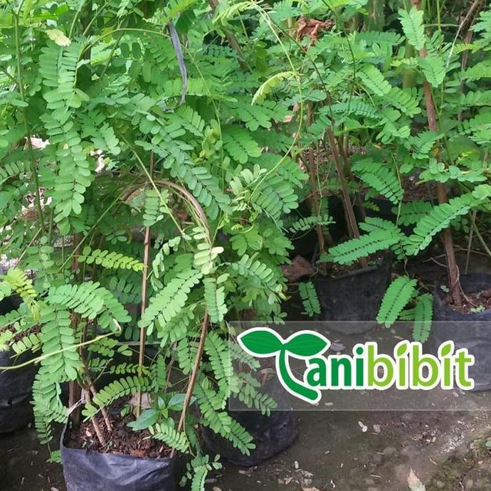

Terlaris Bibit Pohon Saga - Tanaman Daun Rambat - Herbal