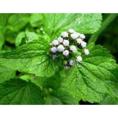 

Terlaris Tanaman Herbal Daun Bandotan Segar/Fress 500Gram