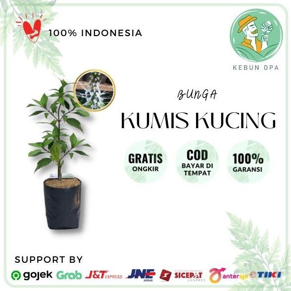 

Terlaris Bibit Tanaman Herbal Kumis Kucing