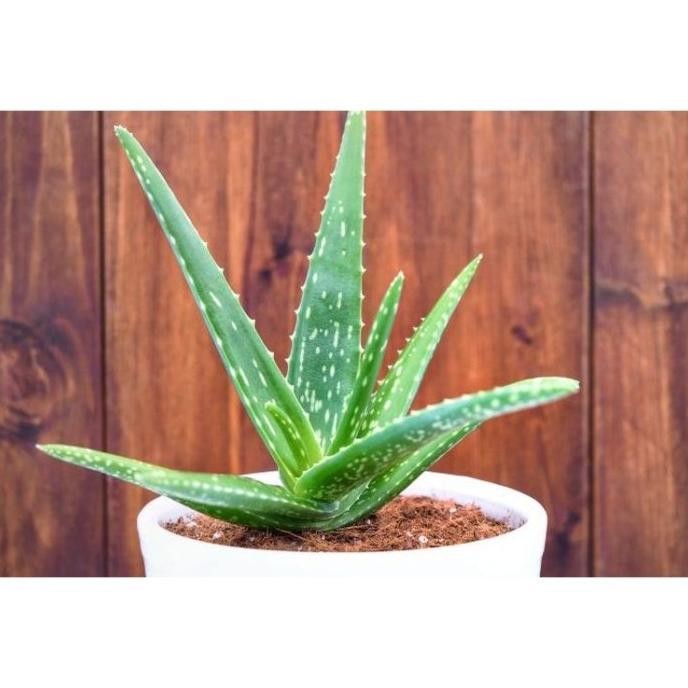 

Terlaris Tanaman Herbal Lidah Buaya