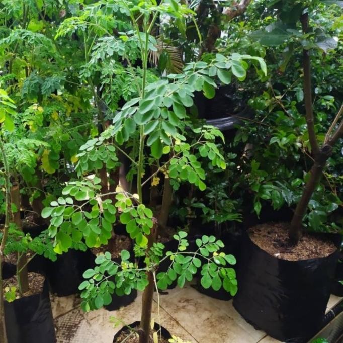 

Terlaris Bibit Tanaman Herbal Kelor - Pohon Kelor Herbal