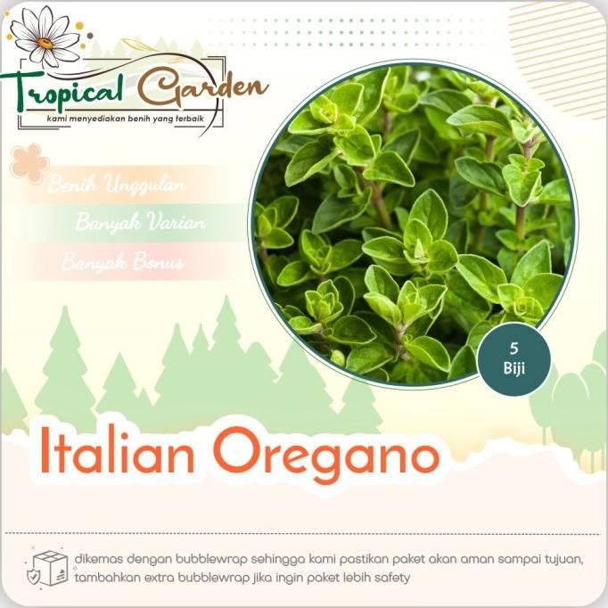 

Terlaris Benih Biji Italian Oregano Tanaman Herbal