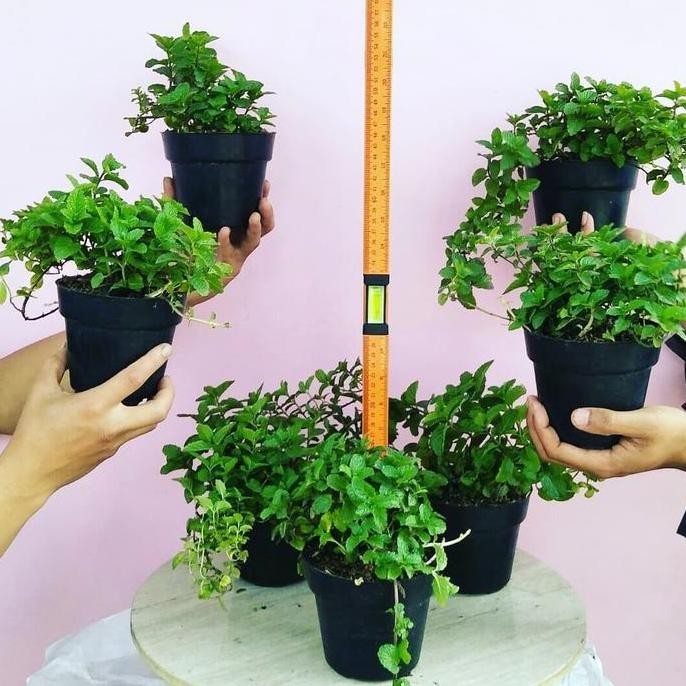 

Terlaris Paket 7 Bibit Tanaman Herbal Daun Mint/ Pepermint / Spearmint (Mentha)