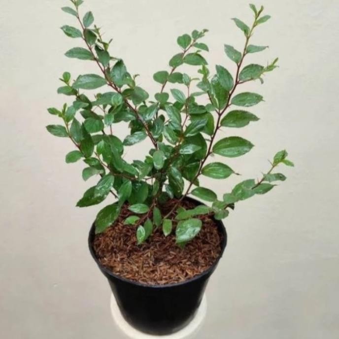 

Terlaris Pohon Bidara Arab Rimbun Tanaman Herbal Daun Bidara Arab / Tanaman Obat Bidara Arab