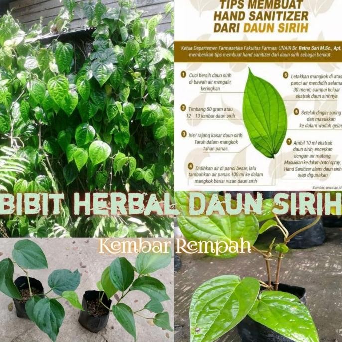 

Terlaris Bibit Tanaman Herbal Daun Sirih Hijau