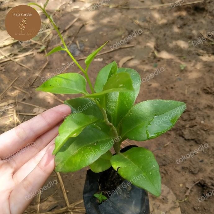 

Terlaris Bibit Binahong Hijau Herbal Tanaman Jamu Herbal Binahong Hijau