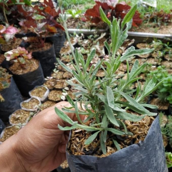 

Terlaris Tanaman Hias Herbal Lavender