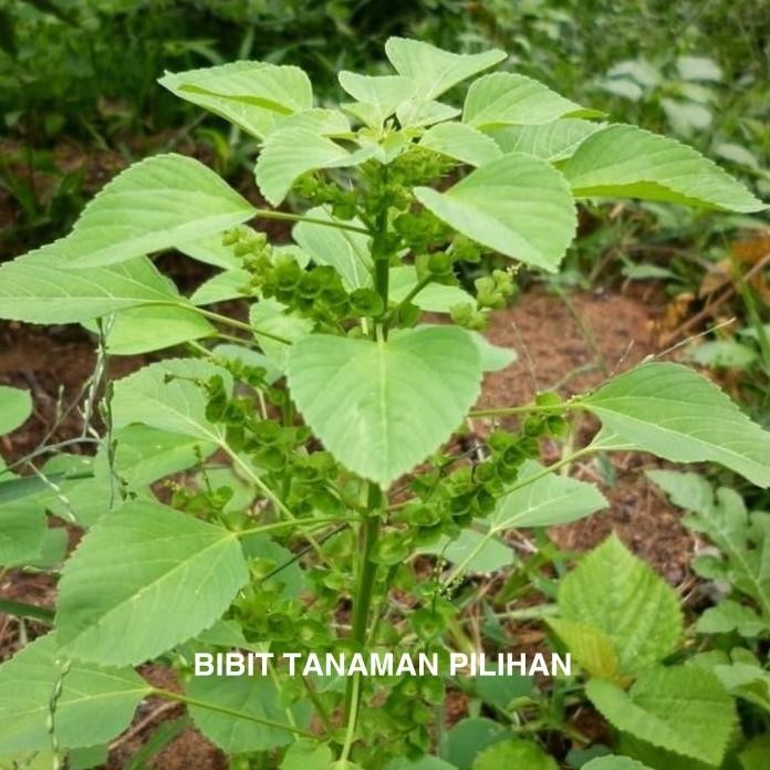 

Terlaris Bibit Tanaman Anting Kucing Akar Bayam Liar Herbal Obat