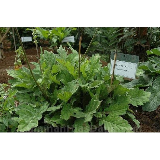 

Terlaris Tanaman Herbal Daun Tempuyung