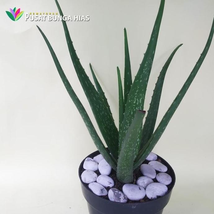 

Terlaris Tanaman Lida Buaya Herbal