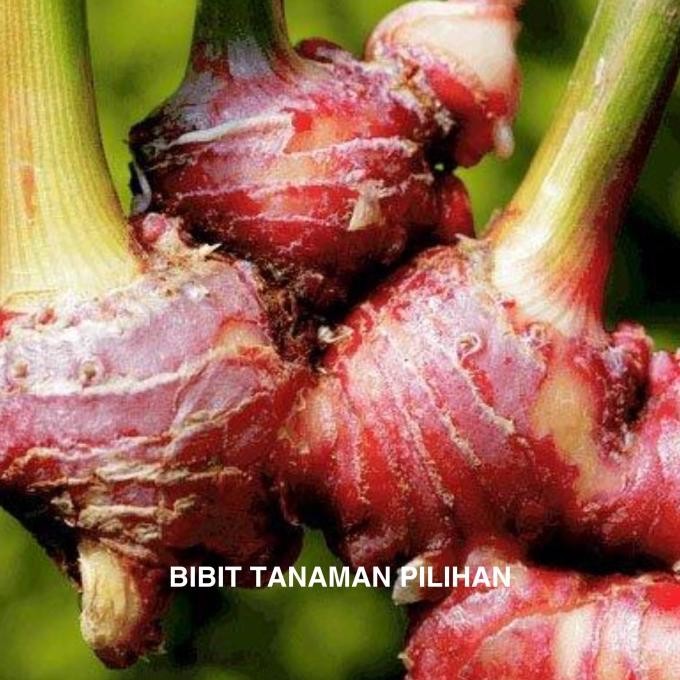 

Terlaris Bibit Tanaman Jahe Merah Herbal Obat Super Berdaun Hidup Tanam Rimbun