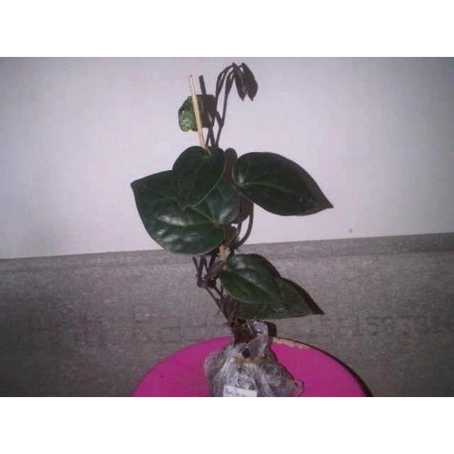 

Terlaris Gg13 Ind4K Bibit Tanaman Daun Sirih Hitam Herbal Bibit Buah A Tob
