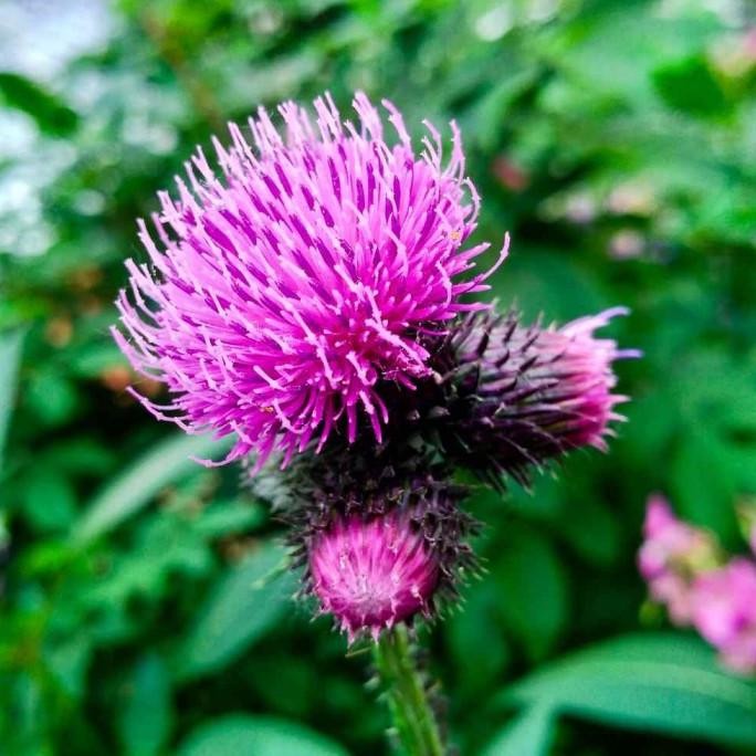 

Terlaris Bibit Benih Biji Tanaman Herbal Greater Burdock Untuk Kesehatan