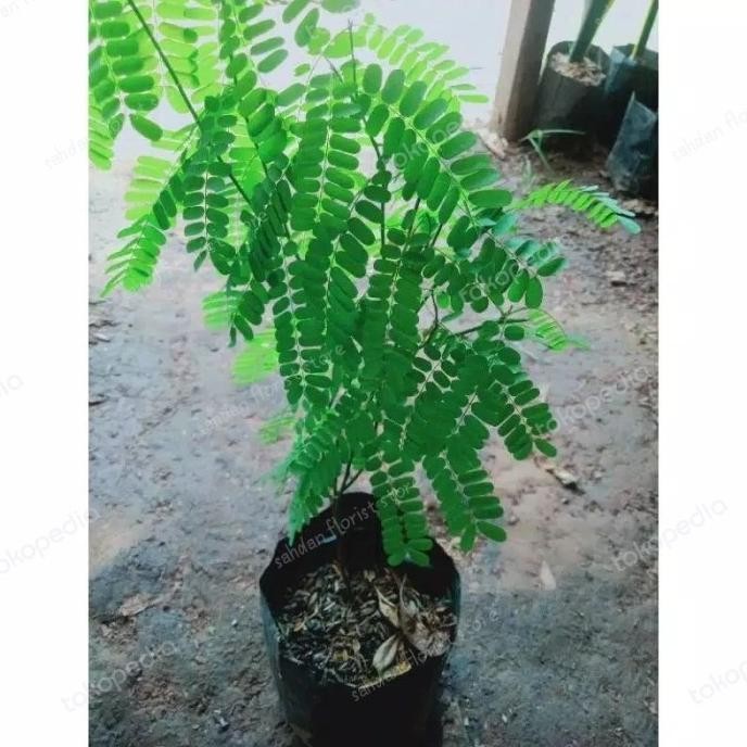 

Terlaris Pohon Saga / Tanaman Herbal Saga / Pohon Saga / Obat Panas Dalam Dll