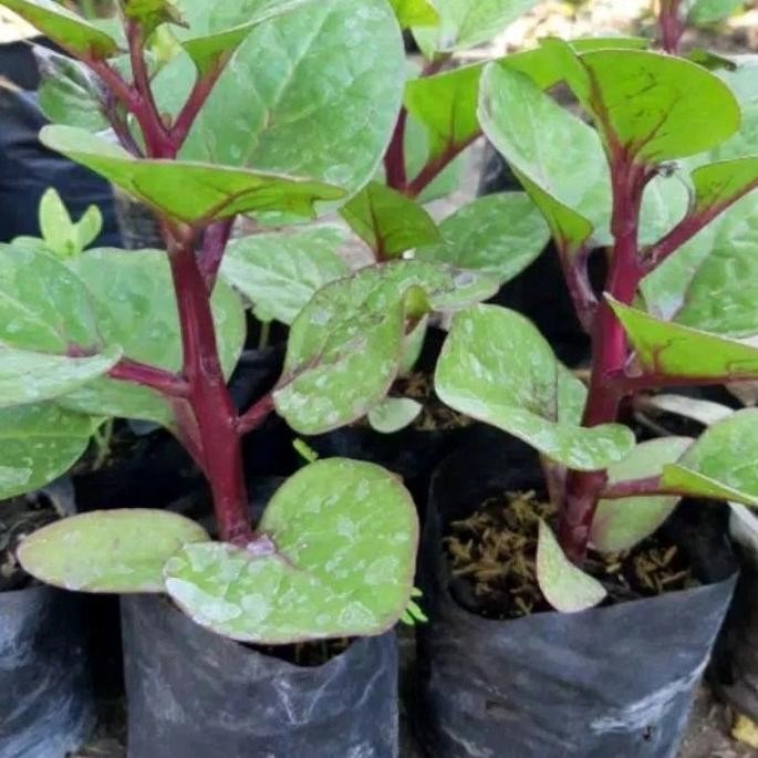 

Terlaris 3 Bibit Tanaman Herbal Binahong Merah Full Akar Bukan Biji Siap Tanam