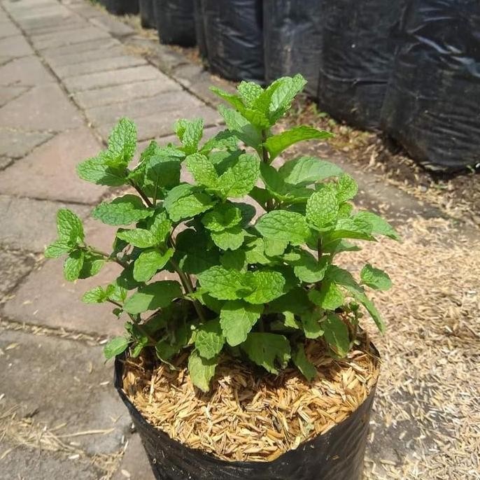 

Terlaris Tanaman Herbal Daun Mint