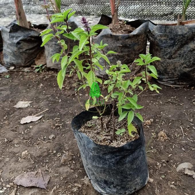 

Terlaris Bibit Selasih Basil Tanaman Herbal