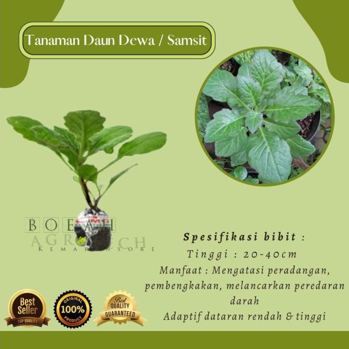 

Terlaris Bibit Tanaman Herbal Daun Dewa / Daun Samsit