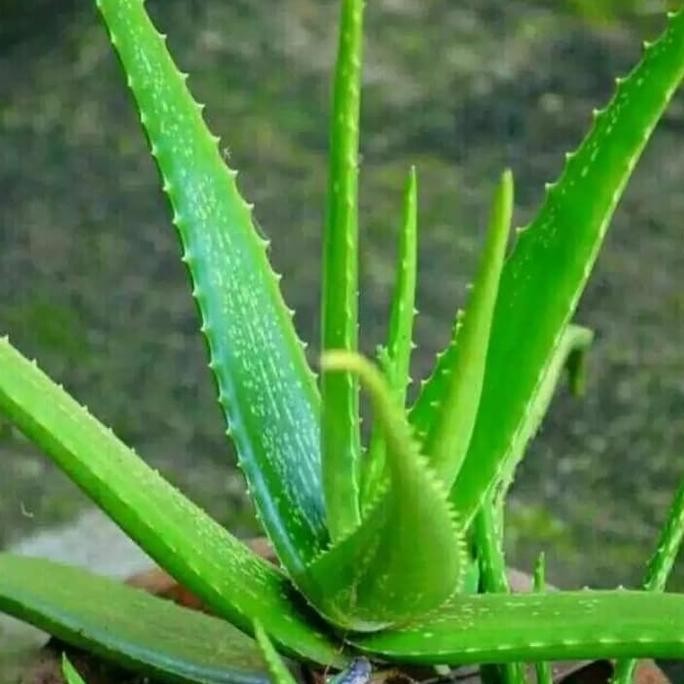 

Terlaris Tanaman Herbal Aloevera Lidah Buaya