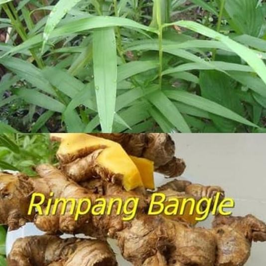 

Terlaris Bibit Bangle/Tanaman Herbal Bangle/Pohon Bangle