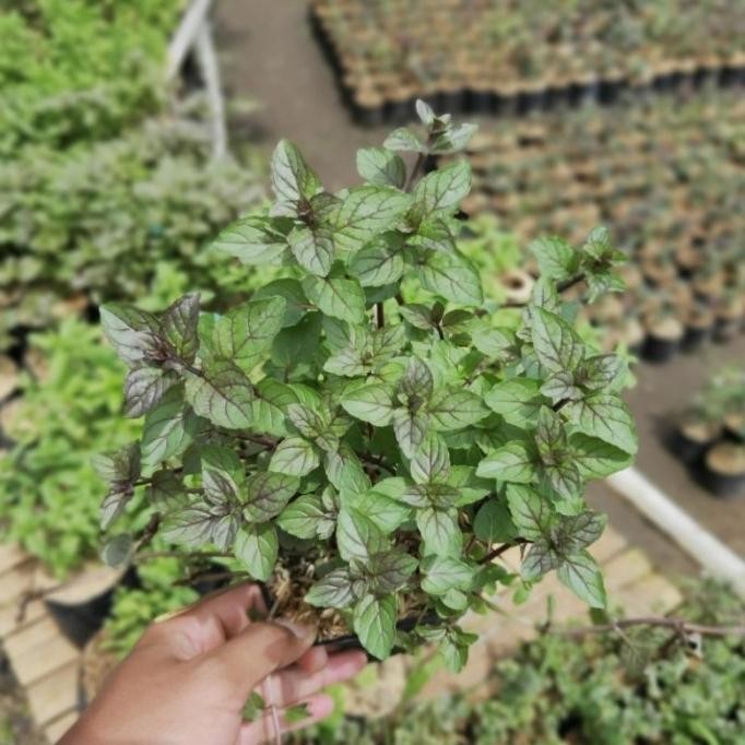 

Terlaris Tanaman Herbal Rempah Choco Mint Chocolate Mint