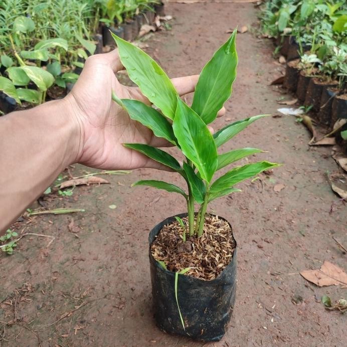 

Terlaris Um(1) Tanaman Herbal Kecombrang Honje/Tanaman Bunga Kecombrang