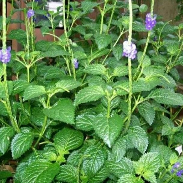 

Terlaris Bibit Tanaman Herbal Pecut Kuda Siap Tanaman