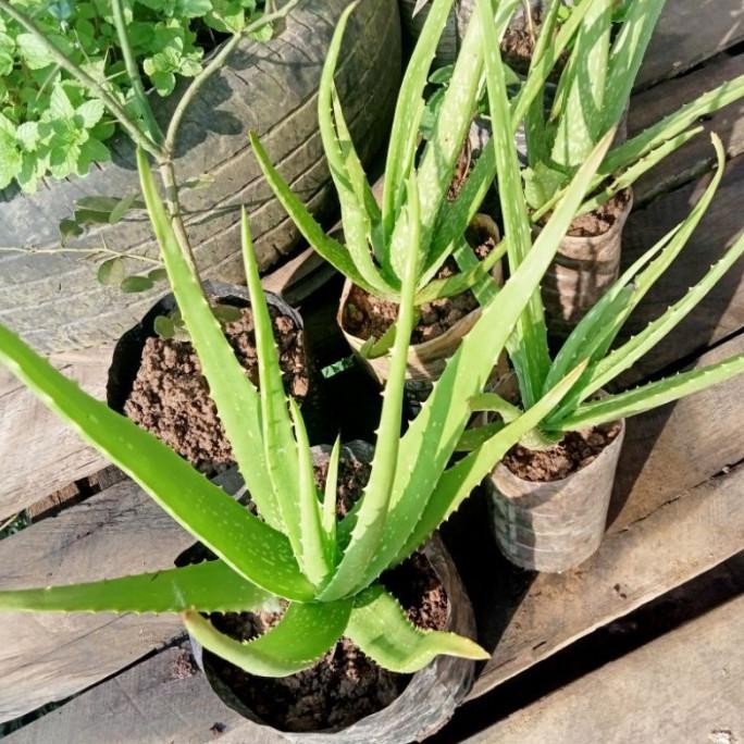 

Terlaris Tanaman Herbal Lidah Buaya - Bibit Tanaman Herbal Aloevera