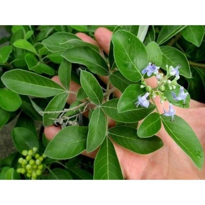 

Terlaris Bibit Tanaman Herbal Bunga Legundi