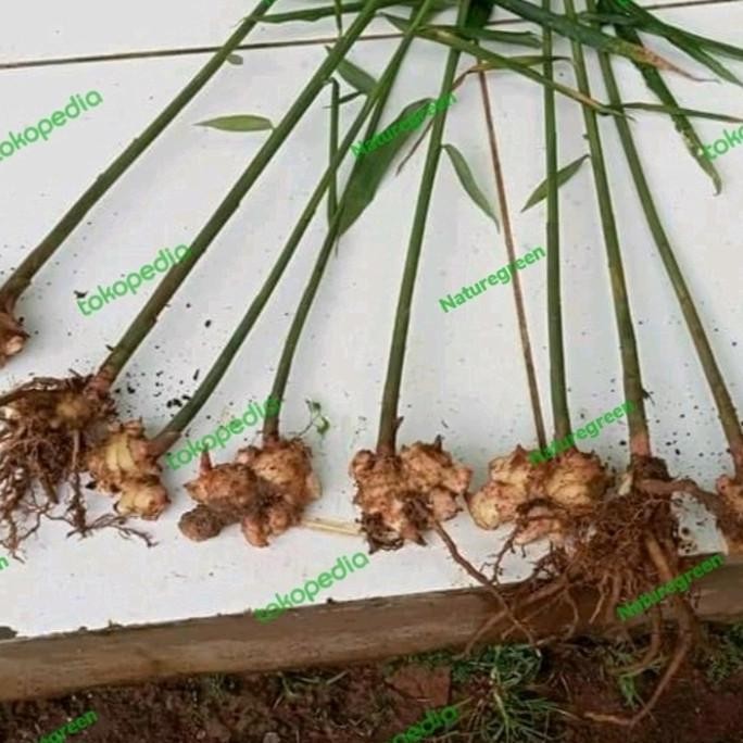 

Terlaris Bibit Tanaman Herbal Jahe Gajah Super Termurah