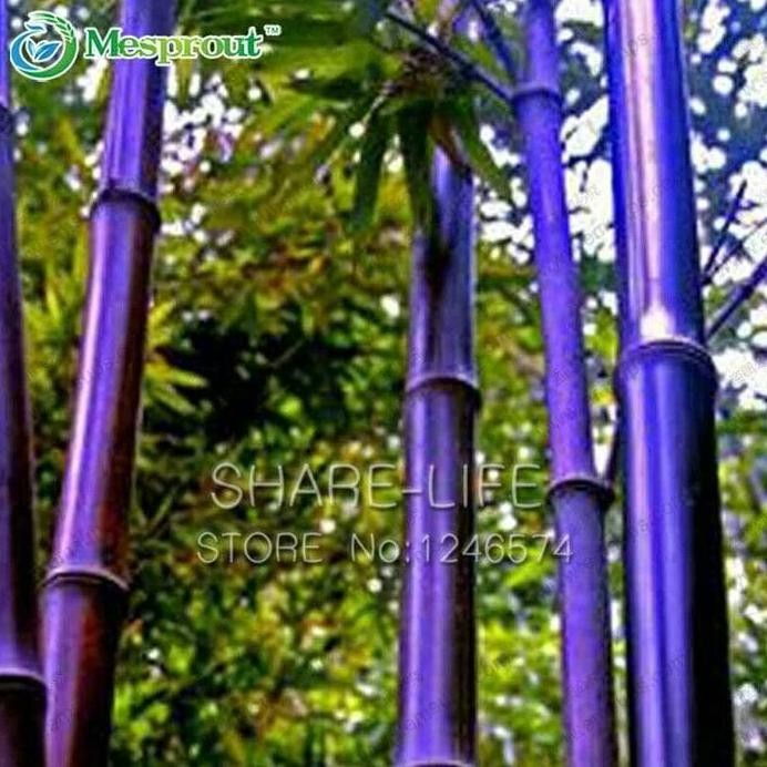 

Terlaris Biji Benih Bibit Tanaman Bambu Ungu / Obat Herbal / Obat / Baju Anak