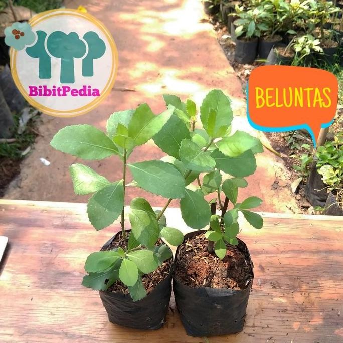 

Terlaris Bibit Tanaman Herbal Beluntas