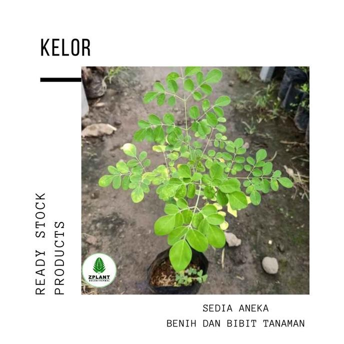 

Terlaris Bibit Kelor - Pohon Kelor - Daun Kelor - Tanaman Herbal Bahan Herbal