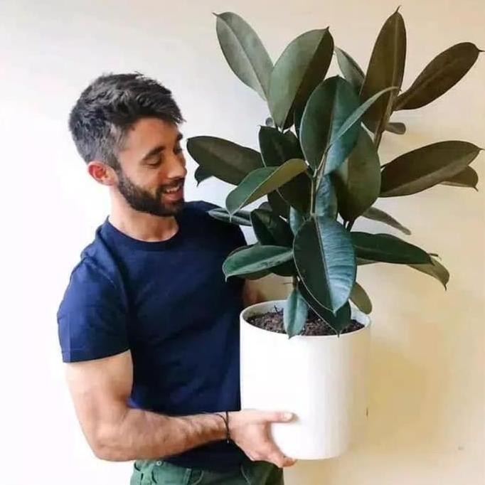 

Terlaris Tanaman Hias Herbal Karet Kebo Merah